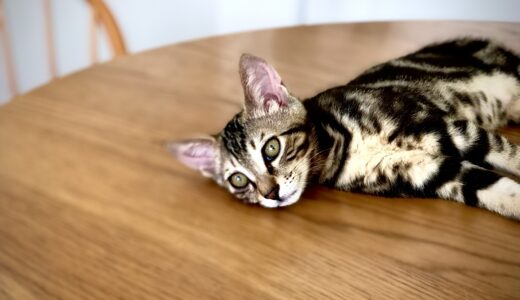 猫がいる家のダイニング選び——チェアとテーブル、素材と形状で変わること
