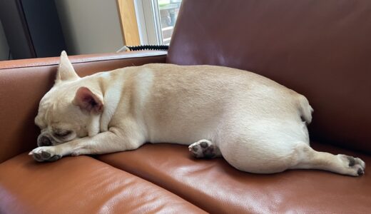 猫・犬がいる家に本革ソファは向いているか——家具専門店が徹底解説