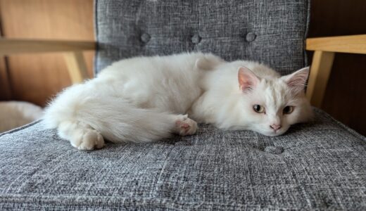 猫がいる家のソファ選び——爪とぎ・粗相・抜け毛、悩みごとの正しい対策と生地の選び方