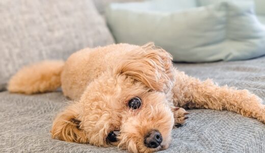 小型犬がいる家のソファ選び——生地・高さ・奥行きで後悔しないポイント
