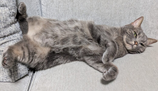 猫・犬がいてもいいソファをあきらめなくていい——ペットと暮らす家具選び