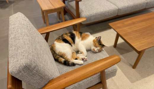 猫・犬の抜け毛がつきにくいソファの選び方——生地と形状で掃除のストレスが変わる｜ペットと暮らす